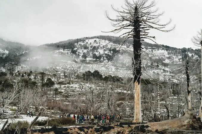 Araucaria quemada en pie sobre el paisaje nevado, con un grupo de personas al pie