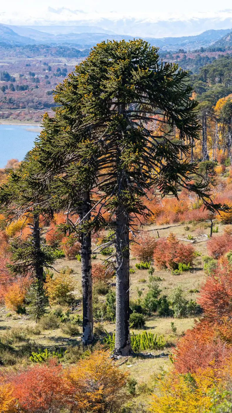 Ejemplar adulto de araucaria con el lago y las montañas de fondo