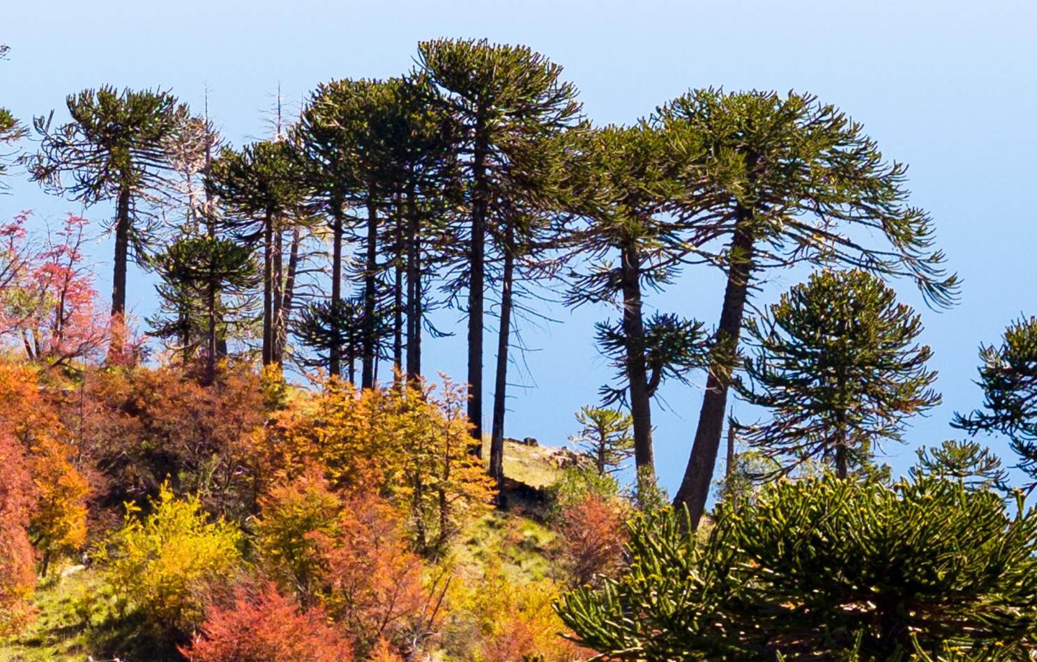 Bosque de araucarias sobre el lago en el Parque Nacional Lanín
