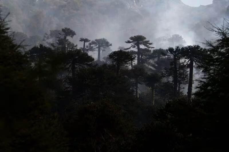 Bosque de araucarias entre la niebla en el Parque Nacional Lanín