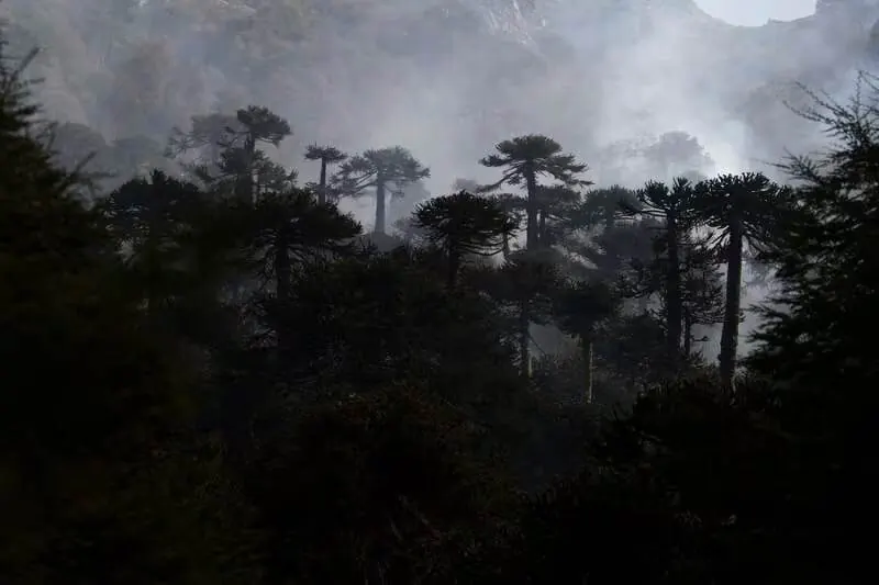 Bosque de araucarias entre la niebla en el Parque Nacional Lanín