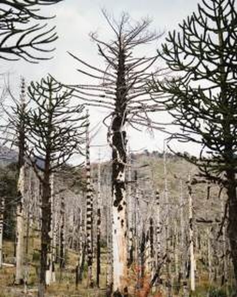 Araucarias quemadas en pie tras el incendio en el Parque Nacional Lanín