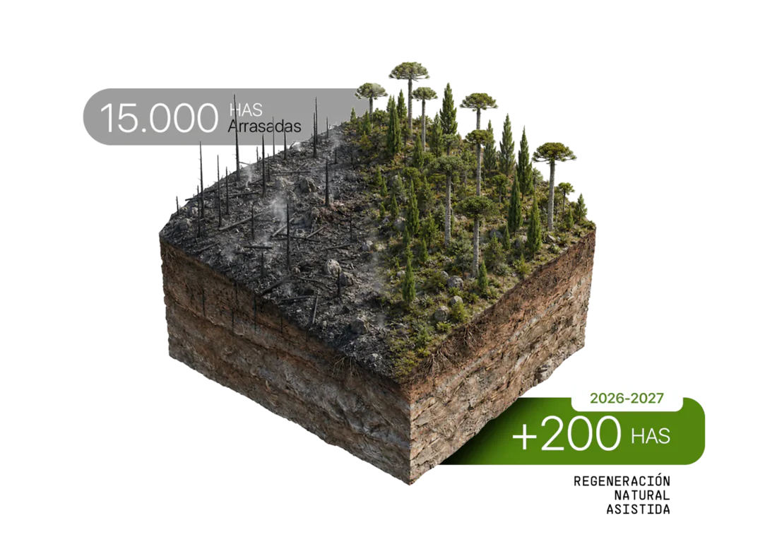 Ilustración del bloque de suelo quemado regenerándose: 15.000 ha arrasadas y +200 ha de regeneración natural asistida entre 2026 y 2027