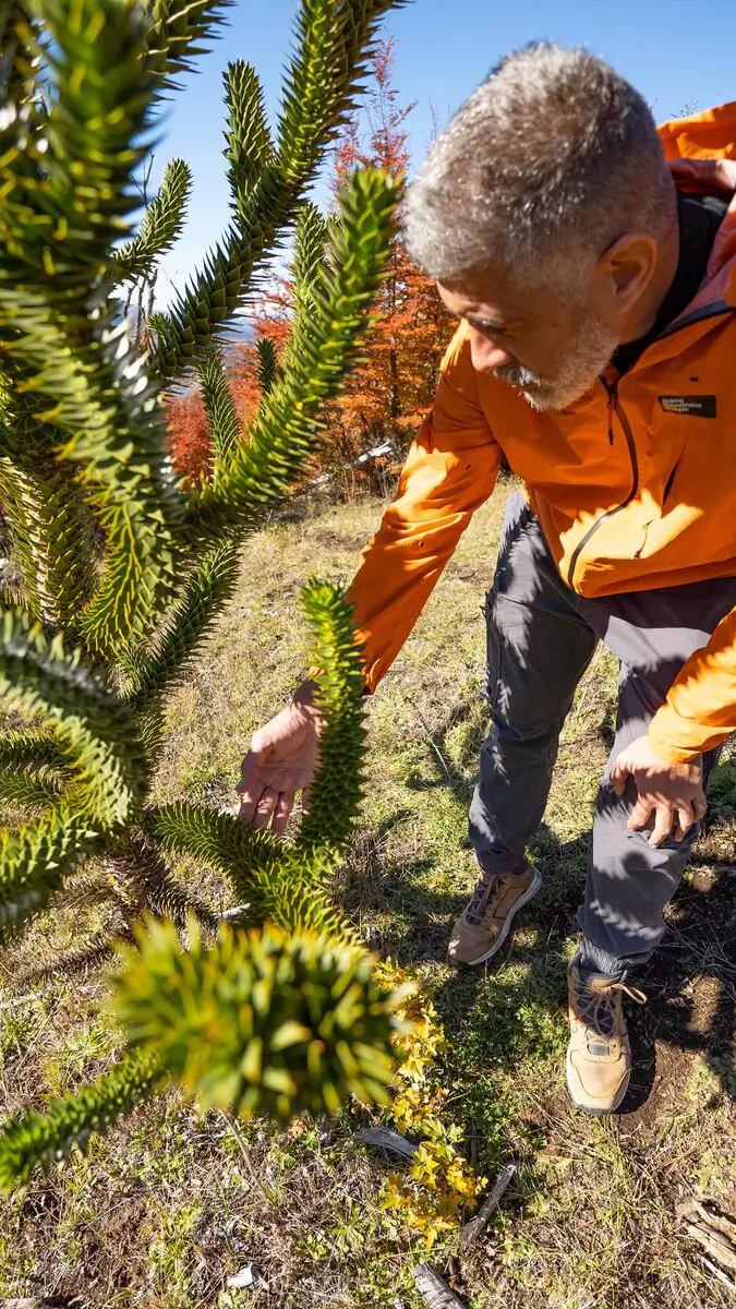 Integrante del comité examinando de cerca una rama de araucaria en campo