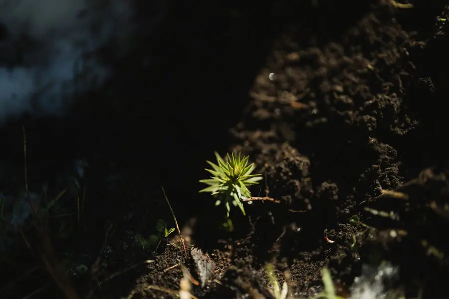 Plantín de araucaria brotando entre la tierra oscura