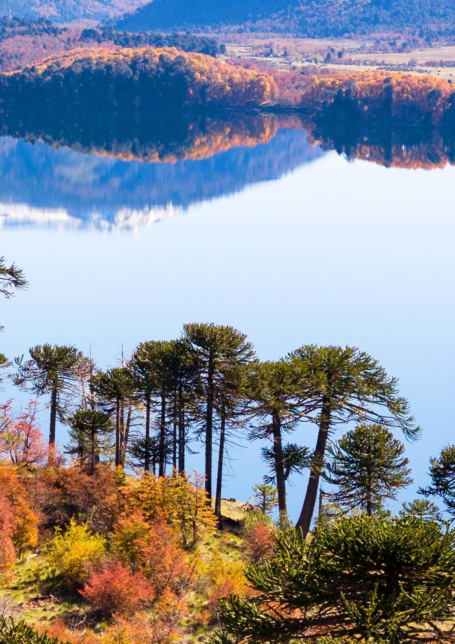 Araucarias sobre el lago en el Parque Nacional Lanín con drones en operación