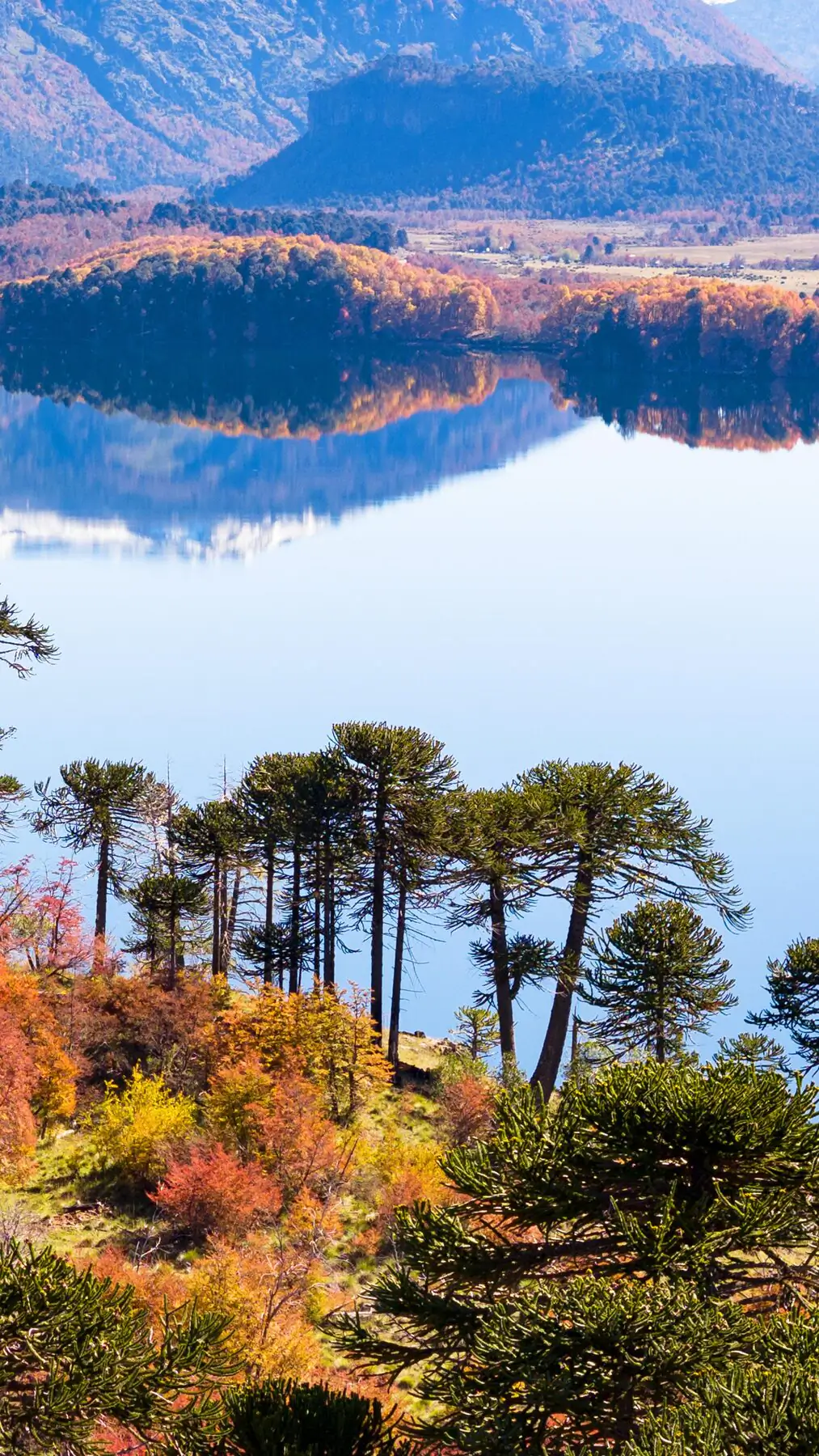 Bosque de araucarias reflejado sobre el lago en el Parque Nacional Lanín