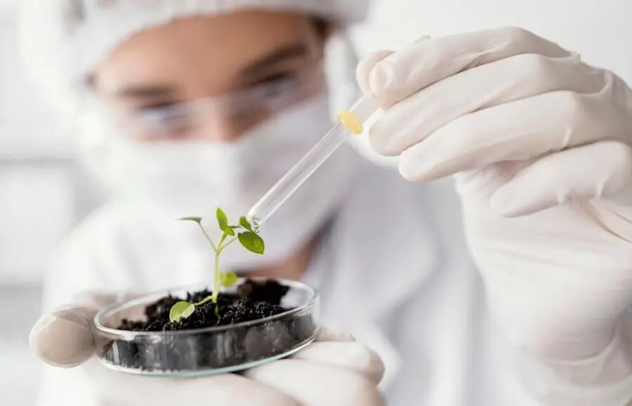 Pipeta goteando sobre una plántula en una placa de Petri en laboratorio